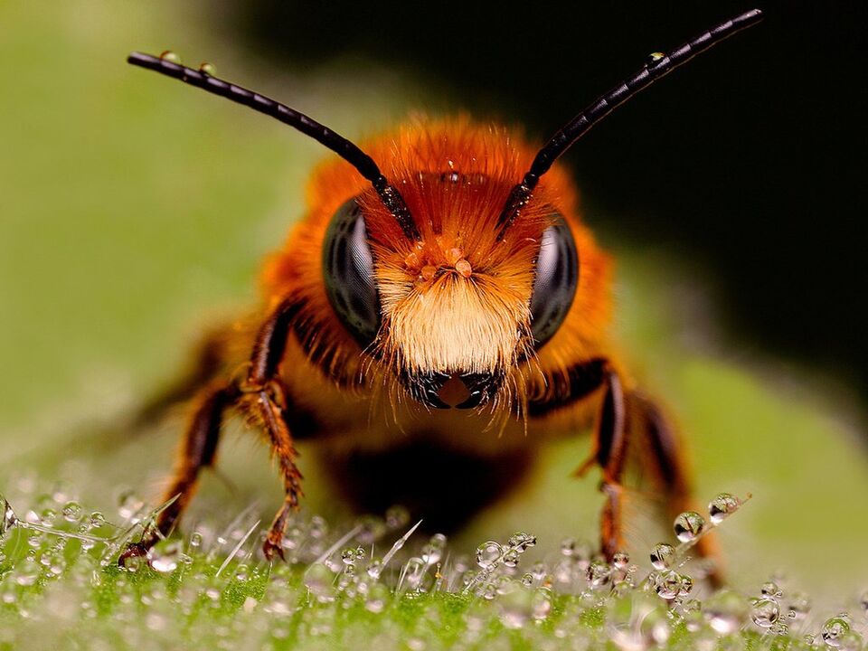 abeja y veneno de abeja con osteocondrosis cervical